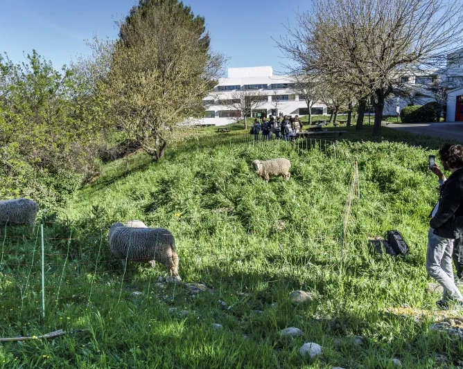 élèves et moutons