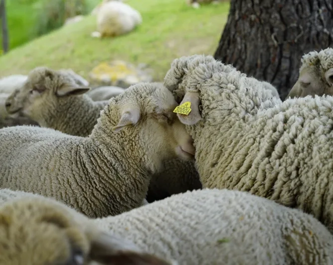 Moutons câlins