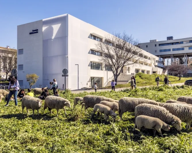 Troupeau de brebis sur le campus de Marseille
