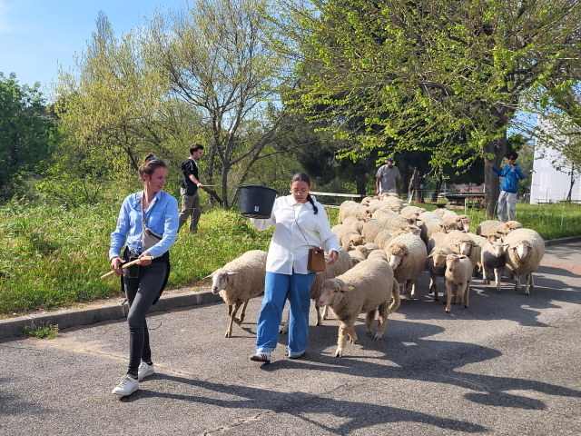 Moutons avec collégienne