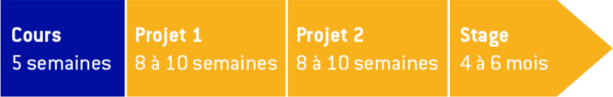 Schéma d'organisation du cursus