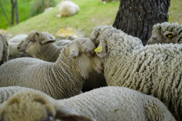 Moutons câlins