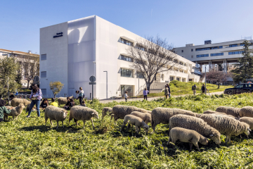 Troupeau de brebis sur le campus de Marseille